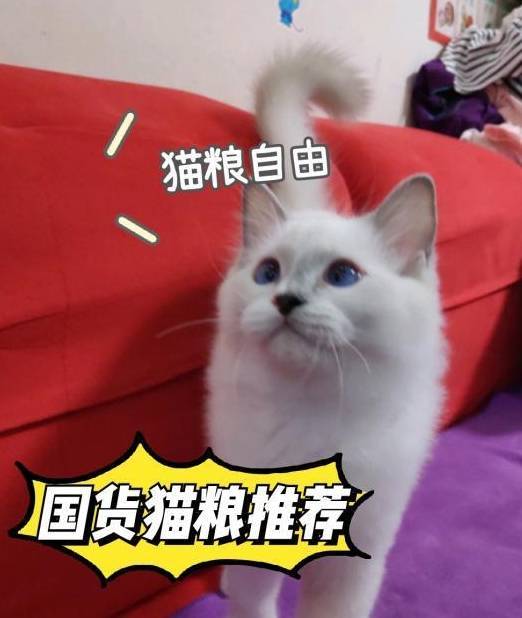 华为手机好又便宜的手机号
:猫粮测评？什么猫粮又便宜又好？国货良心的天然猫粮分享！
