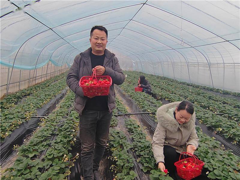 钱迎迎苹果版
:汉阴县城关镇：“莓”好迎新春创出好“钱”景-第2张图片-太平洋在线下载