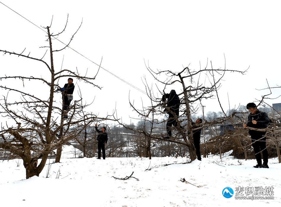 苹果未册剪版:【新春走基层】麦积区：人勤春来早 果园管护忙
