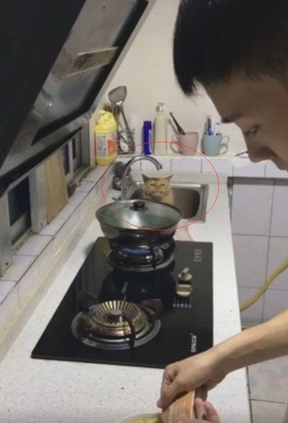 苹果版开心泡泡猫:宠主正在泡泡面，水槽探出一张“哀怨”的小脸，太萌了