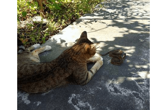 端游模拟器手机版苹果版:猫咪捉到一只蛇，它竟然这样做
