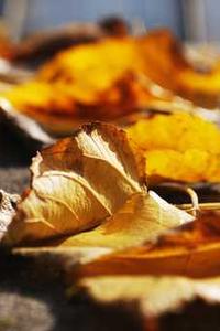 苹果11绿色版壁纸-第1张图片-太平洋在线下载 苹果11绿色版壁纸-第1张图片-太平洋在线下载