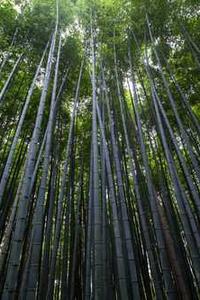退系统苹果手机版