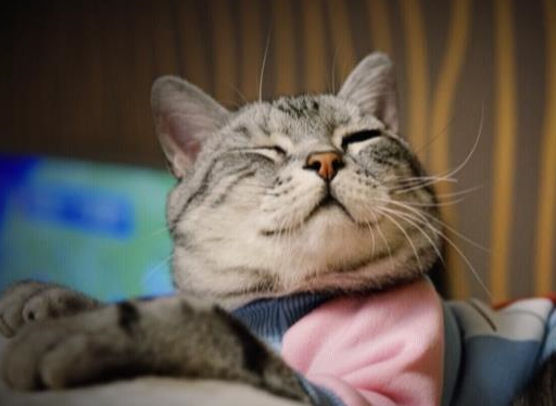 怀孕后家里的宠物猫、狗要送人吗？亲生的要来，宠物也不能失宠！-第3张图片-太平洋在线下载