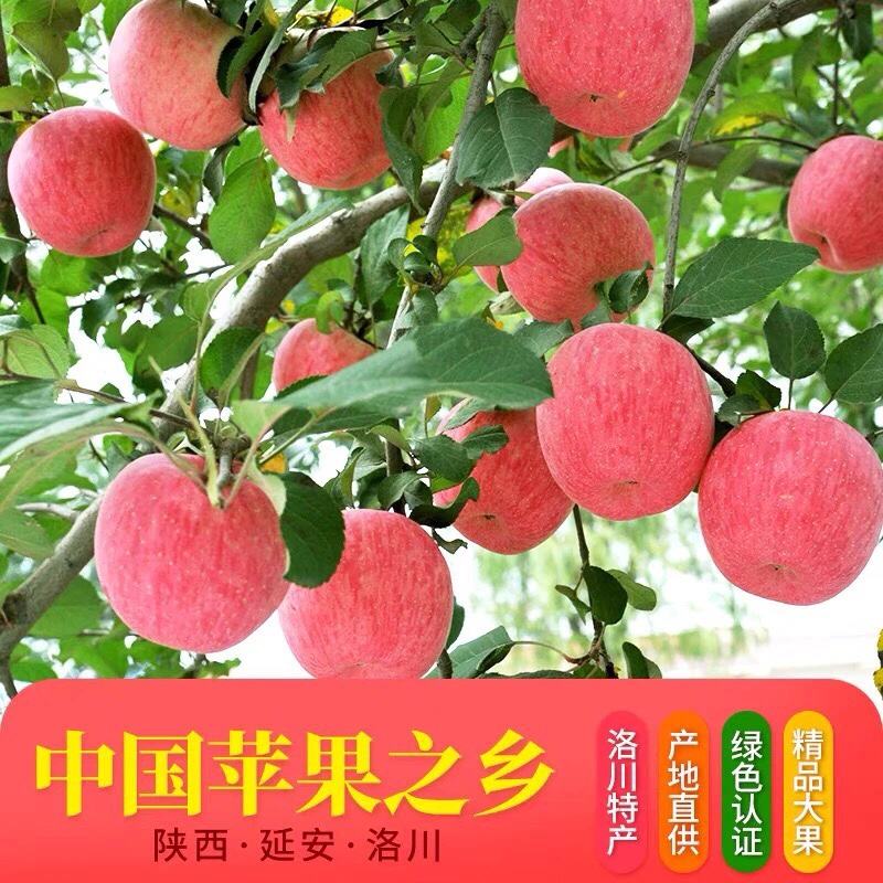 洛川苹果新闻稿洛川红富士苹果的特点