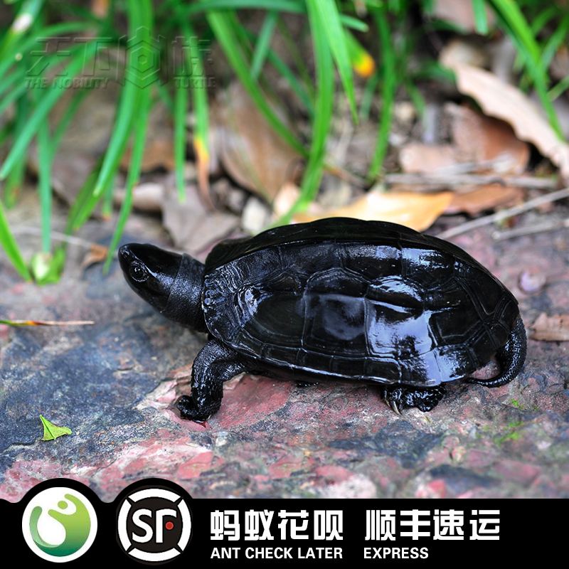 大金花呗苹果版免费炸三张金花游戏-第1张图片-太平洋在线下载