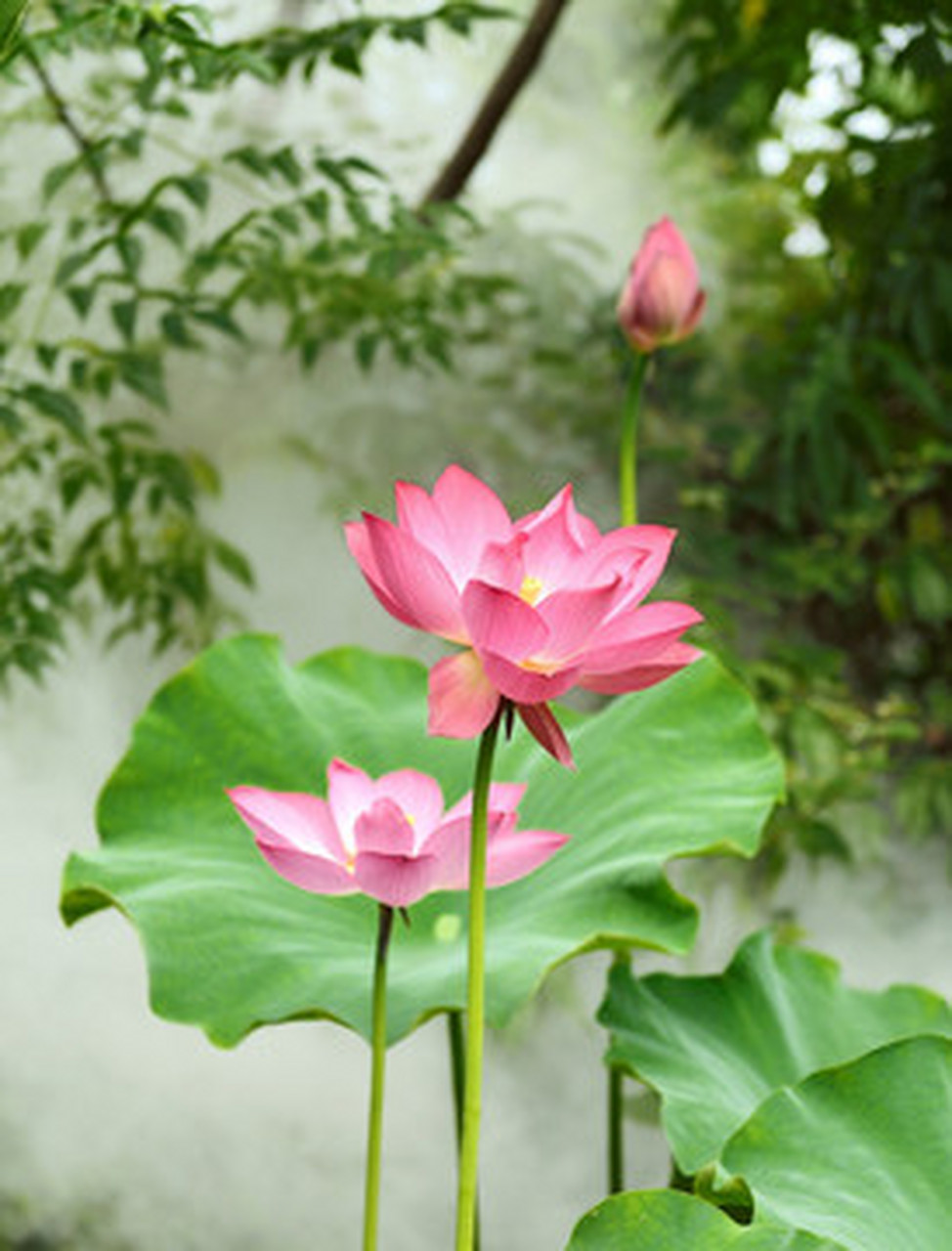 多想花苹果版苹果音乐电脑版-第1张图片-太平洋在线下载