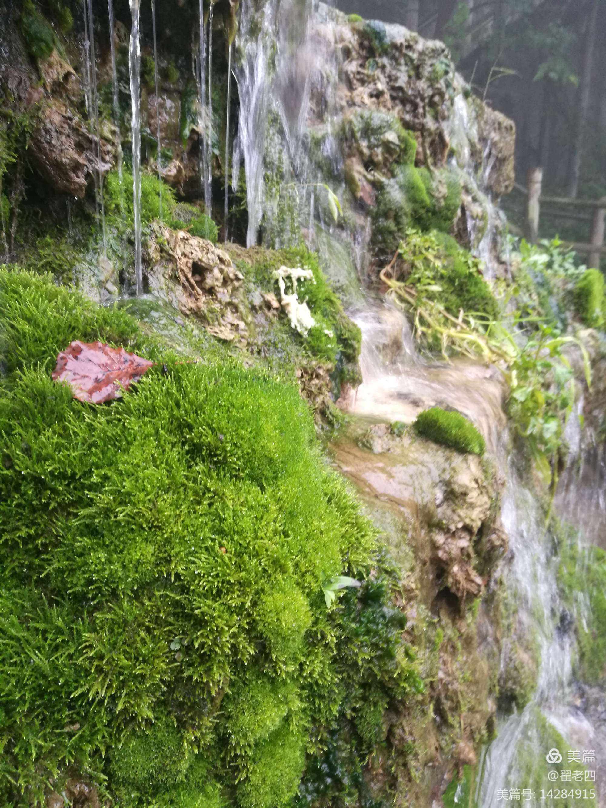 苔藓安卓版豌豆荚安卓版官方下载
