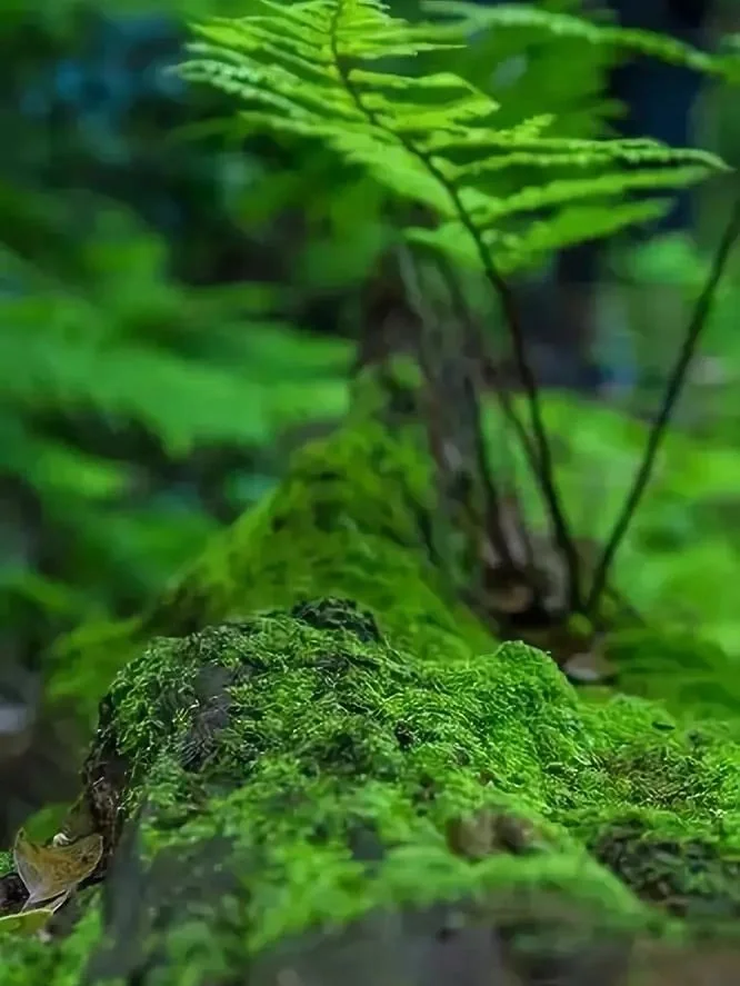 苔藓安卓版豌豆荚安卓版官方下载-第2张图片-太平洋在线下载