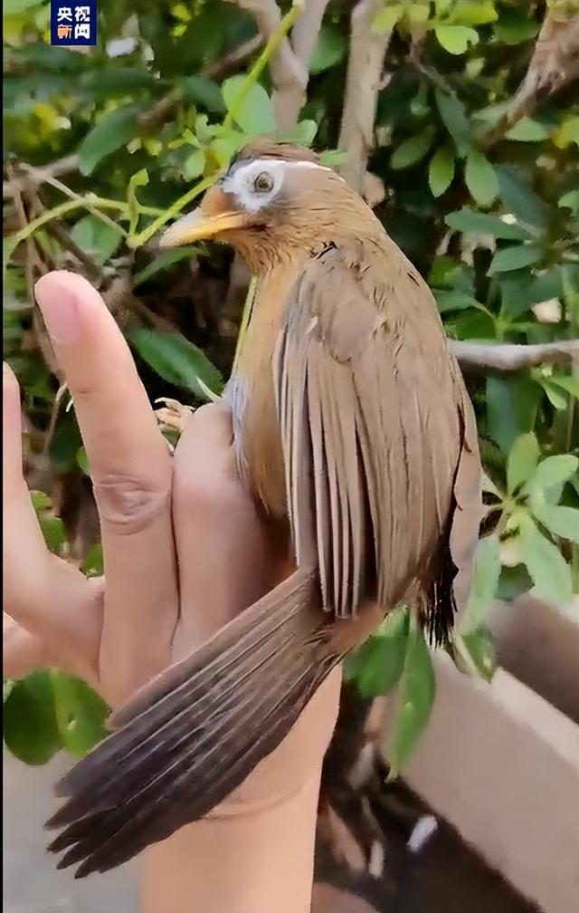 剑灵画眉客户端剑灵有手机助手吗