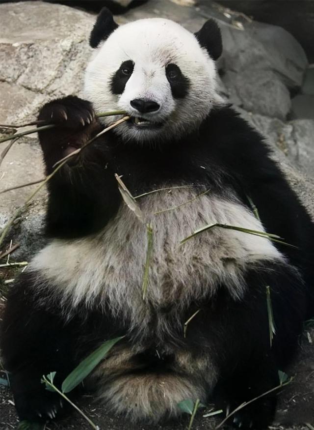 数字熊猫苹果手机版苹果iphone官网入口平板-第1张图片-太平洋在线下载
