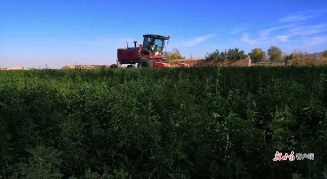 看金昌苹果版苹果免费下载软件商店