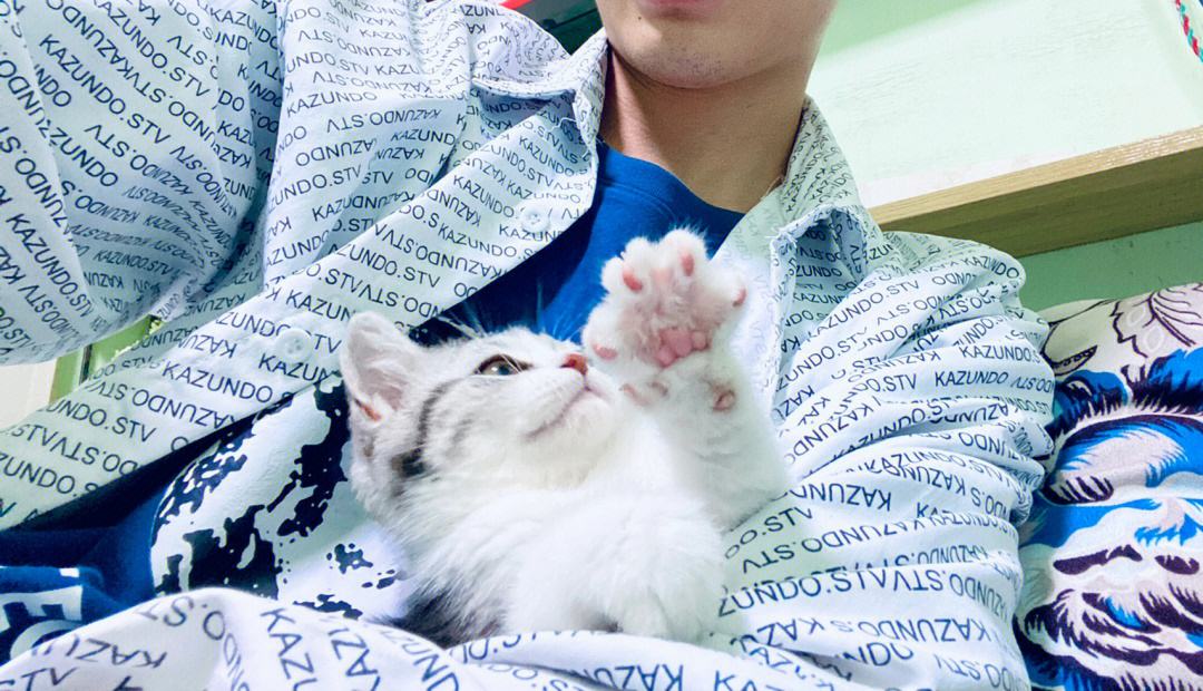 猫猫苹果版免流电信星卡29元2022版免流-第1张图片-太平洋在线下载