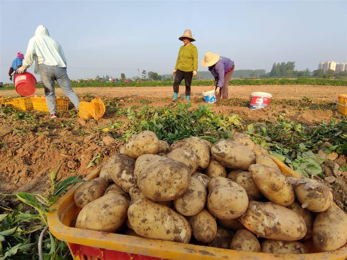新土豆客户端土豆客户端下载